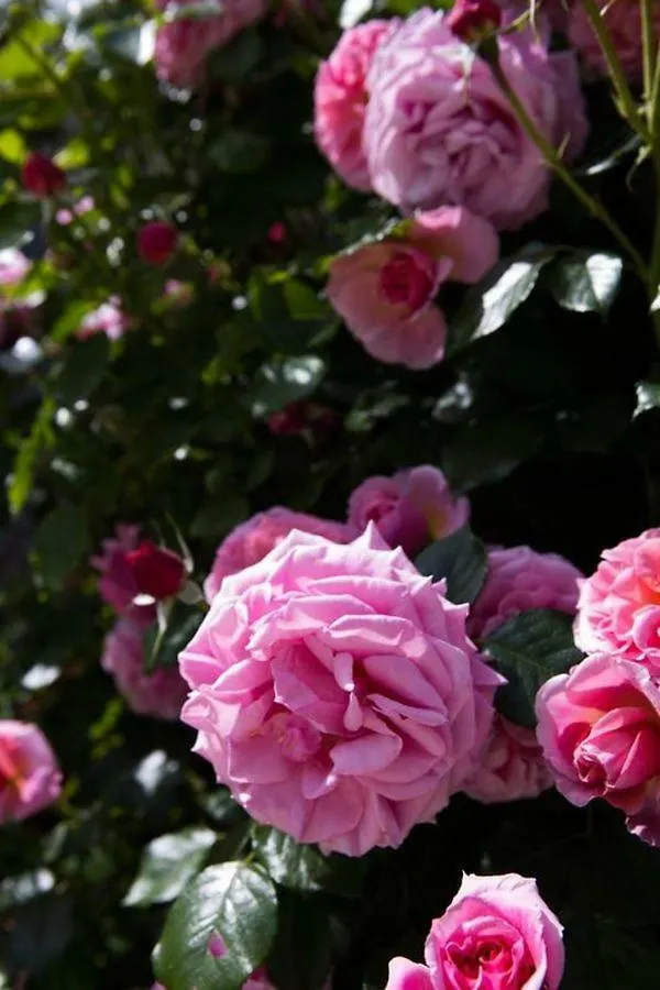 Les Jardins De La Livree Bed & Breakfast Villeneuve-les-Avignon
